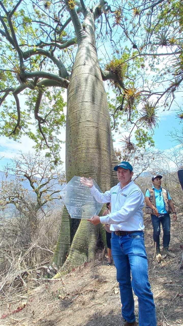 Reconocen como Árbol Patrimonial a la especie forestal del Ceibo o Tunsho  en Cajamarca - Radio Agricultura - La voz del pueblo
